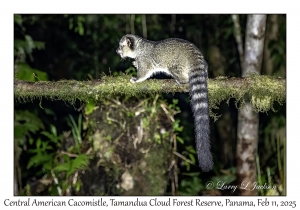 Central American Cacomistle