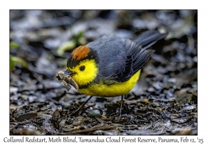 Collared Redstart