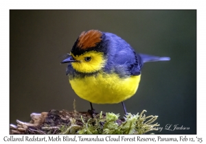 Collared Redstart