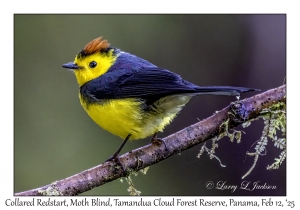Collared Redstart