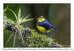 Collared Redstart