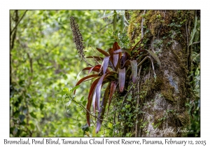 Bromeliad