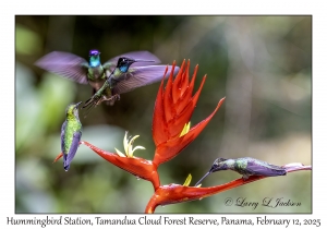 Hummingbirds