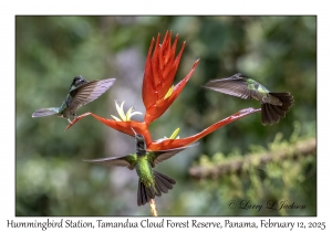 Hummingbirds