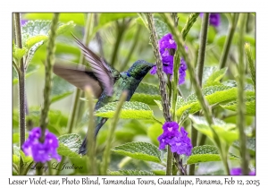 Lesser Violet-ear