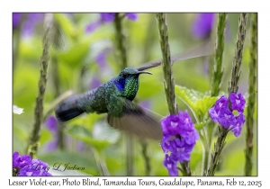 Lesser Violet-ear