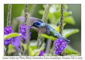 Lesser Violet-ear