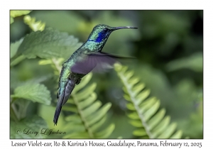 Lesser Violet-ear
