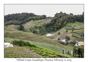 Hillside Crops