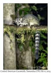 Central American Cacomistle