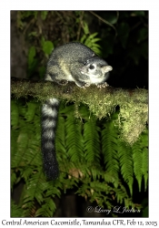 Central American Cacomistle