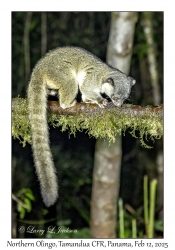 Northern Olingo