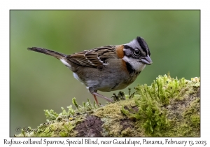 Rufous-collared Sparrow