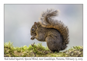 Red-tailed Squirrel