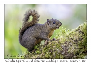 Red-tailed Squirrel