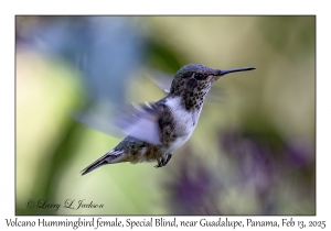Volcano Hummingbird female