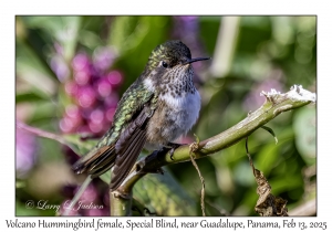 Volcano Hummingbird female