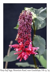 Rosy-leaf Sage