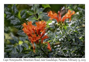 Cape Honeysuckle