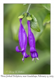 Three-forked Dicliptera