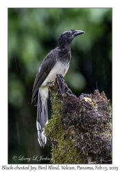 Black-chested Jay