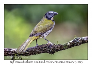 Buff-throated Saltator