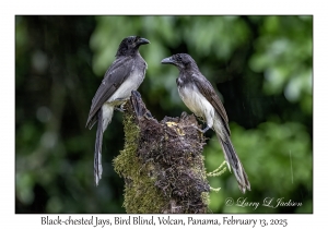 Black-chested Jays