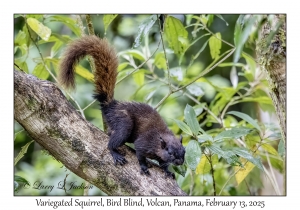 Variegated Squirrel
