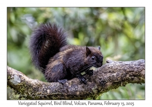 Variegated Squirrel