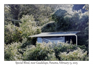 Special Blind