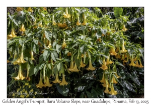 Trumpet Flowers