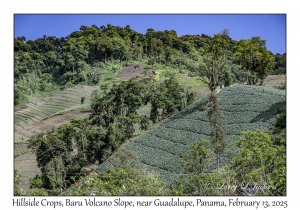 Hillside Crops