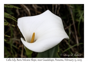 Calla Lily