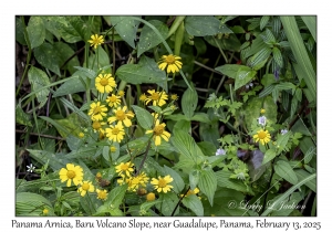 Panama Arnica