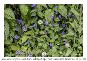 Jamaican Forget-Me-Not