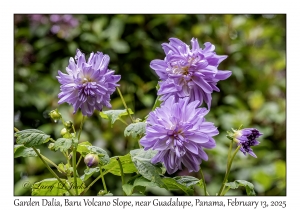 Garden Dalia