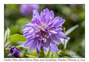 Garden Dalia