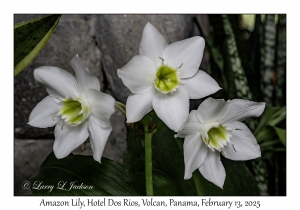 Amazon Lily