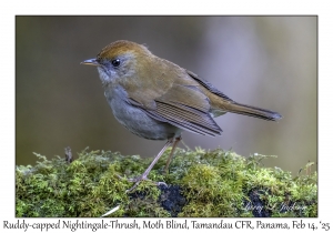 Ruddy-capped Nightingale-Thrush
