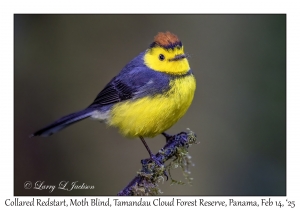Collared Redstart