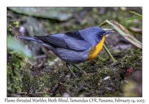 Flame-throated Warbler