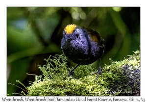 Wrenthrush
