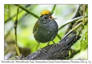 Wrenthrush