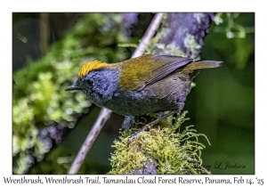 Wrenthrush