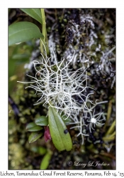 Lichen