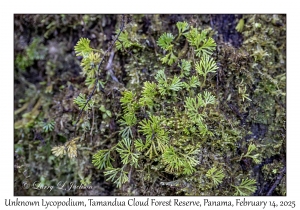 Unknown Lycopodium