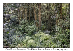 Cloud Forest