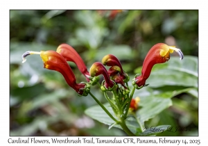 Cardinal Flower