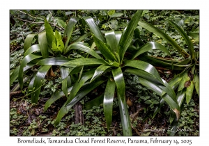 Bromeliads