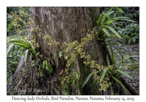 Dancing-lady Orchid